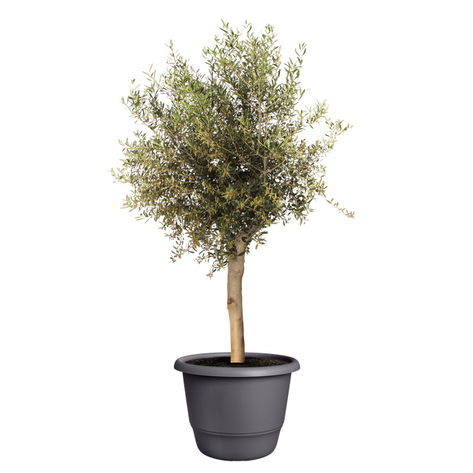 amiga rond 55cm anthracite